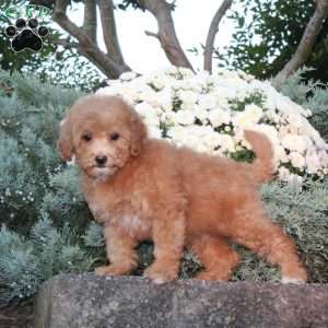 Dibs, Forever Puppy